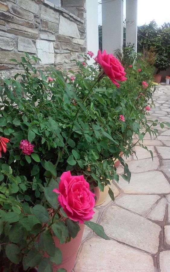 Hotel Sevilli Agios Ioannis  Eksteriør billede